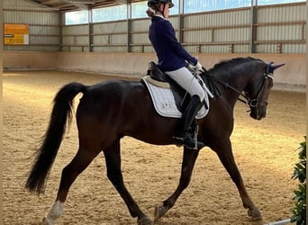 Duitse rijpony, Ruin, 18 Jaar, 148 cm, Donkere-vos