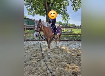 Duitse rijpony, Ruin, 18 Jaar, 148 cm, Donkere-vos