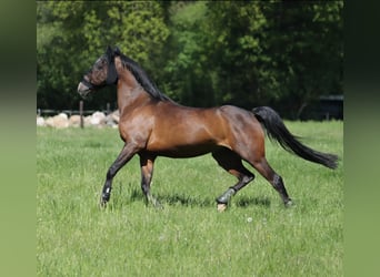 Duitse rijpony, Ruin, 19 Jaar, 142 cm, Bruin