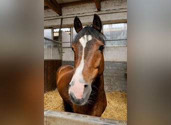 Duitse rijpony, Ruin, 19 Jaar, 142 cm, Bruin