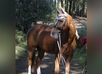 Duitse rijpony, Ruin, 19 Jaar, 148 cm, Vos