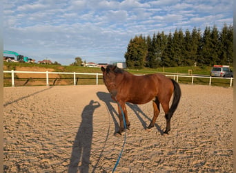 Duitse rijpony, Ruin, 19 Jaar, 150 cm, Bruin