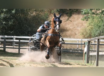Duitse rijpony, Ruin, 19 Jaar, 153 cm, Vos