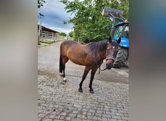 Duitse rijpony, Ruin, 19 Jaar, 155 cm, Donkerbruin