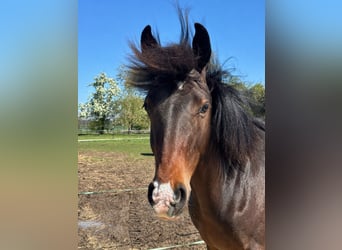 Duitse rijpony, Ruin, 1 Jaar, 140 cm, Bruin