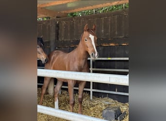 Duitse rijpony Mix, Ruin, 1 Jaar, 144 cm, Vos