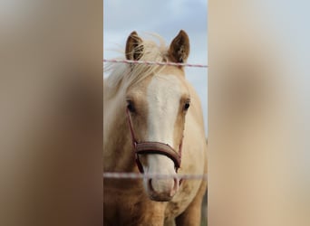 Duitse rijpony, Ruin, 1 Jaar, 150 cm, Palomino