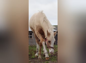 Duitse rijpony, Ruin, 1 Jaar, 150 cm, Palomino