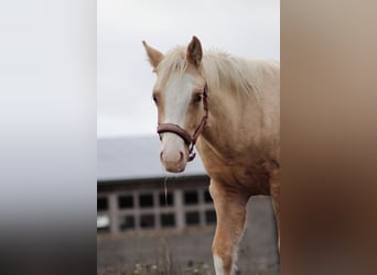 Duitse rijpony, Ruin, 1 Jaar, 150 cm, Palomino