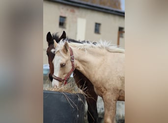 Duitse rijpony, Ruin, 1 Jaar, 150 cm, Palomino