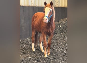 Duitse rijpony Mix, Ruin, 1 Jaar, 150 cm, Vos