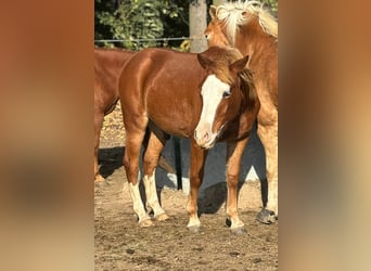 Duitse rijpony Mix, Ruin, 1 Jaar, 150 cm, Vos