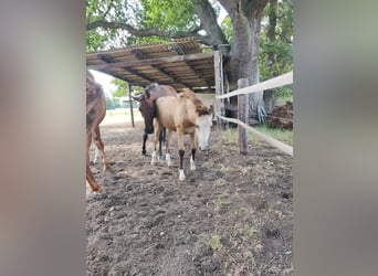 Duitse rijpony, Ruin, 1 Jaar, 152 cm, Buckskin
