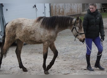 Duitse rijpony Mix, Ruin, 1 Jaar, 155 cm, Falbe