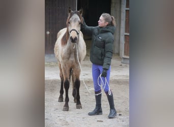 Duitse rijpony Mix, Ruin, 1 Jaar, 155 cm, Falbe