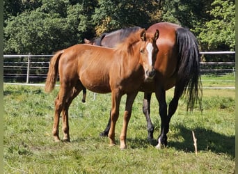 Duitse rijpony, Ruin, 1 Jaar, Vos