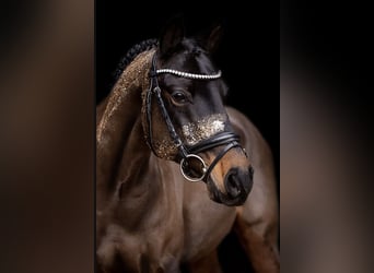 Duitse rijpony, Ruin, 20 Jaar, 145 cm, Donkerbruin