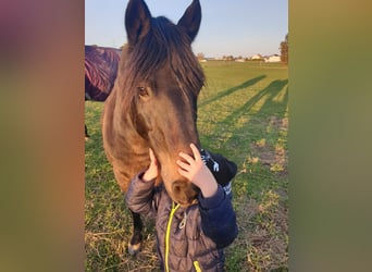 Duitse rijpony Mix, Ruin, 21 Jaar, 136 cm, Donkerbruin