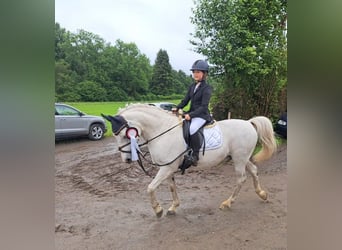 Duitse rijpony, Ruin, 21 Jaar, 142 cm, Schimmel