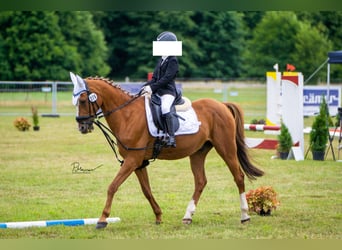 Duitse rijpony, Ruin, 21 Jaar, 148 cm, Vos