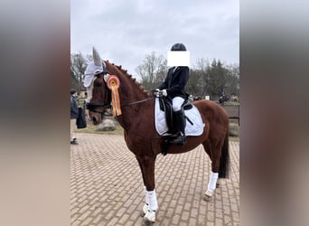 Duitse rijpony, Ruin, 21 Jaar, 148 cm, Vos