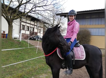 Duitse rijpony Mix, Ruin, 22 Jaar, 143 cm, Zwart