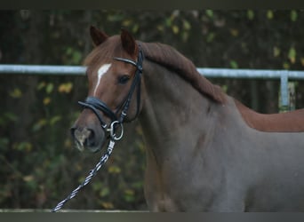 Duitse rijpony, Ruin, 22 Jaar, 148 cm, Donkere-vos