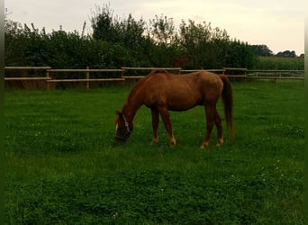 Duitse rijpony, Ruin, 25 Jaar, Donkere-vos