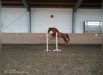 Duitse rijpony, Ruin, 25 Jaar, Donkere-vos