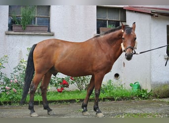 Duitse rijpony, Ruin, 26 Jaar, 145 cm, Bruin