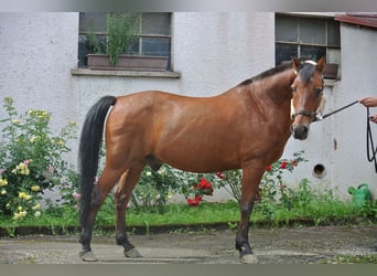 Duitse rijpony, Ruin, 26 Jaar, 145 cm, Bruin