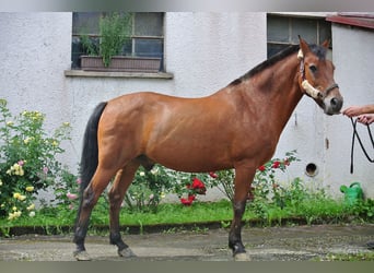 Duitse rijpony, Ruin, 26 Jaar, 145 cm, Bruin