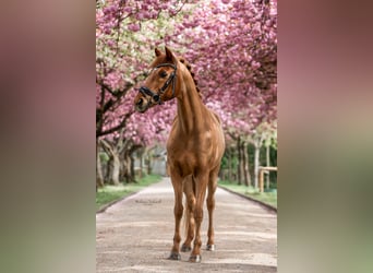 Duitse rijpony, Ruin, 26 Jaar, 150 cm, Vos