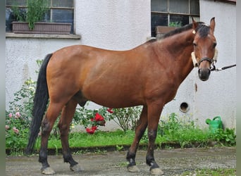 Duitse rijpony, Ruin, 27 Jaar, 145 cm, Bruin