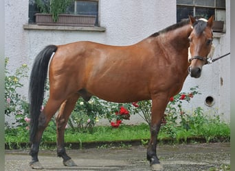 Duitse rijpony, Ruin, 27 Jaar, 145 cm, Bruin