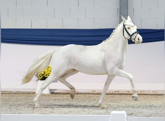 Duitse rijpony, Ruin, 2 Jaar, 139 cm, Cremello