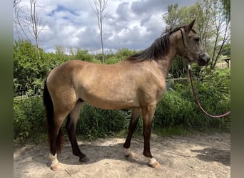 Duitse rijpony, Ruin, 2 Jaar, 141 cm, Buckskin