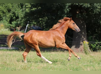 Duitse rijpony, Ruin, 2 Jaar, 142 cm, Vos