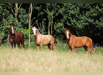 Duitse rijpony, Ruin, 2 Jaar, 142 cm, Vos