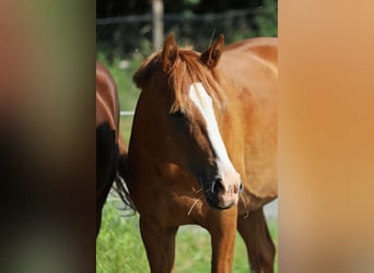 Duitse rijpony, Ruin, 2 Jaar, 142 cm, Vos