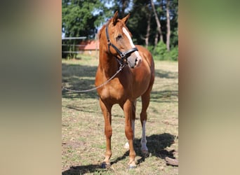 Duitse rijpony, Ruin, 2 Jaar, 142 cm, Vos