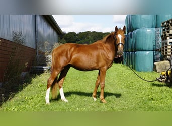 Duitse rijpony, Ruin, 2 Jaar, 143 cm, Vos