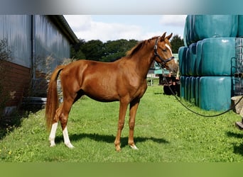 Duitse rijpony, Ruin, 2 Jaar, 143 cm, Vos