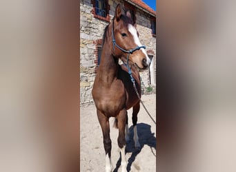 Duitse rijpony, Ruin, 2 Jaar, 144 cm, Bruin