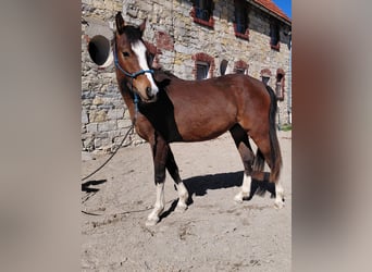 Duitse rijpony, Ruin, 2 Jaar, 144 cm, Bruin