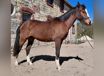 Duitse rijpony, Ruin, 2 Jaar, 144 cm, Bruin