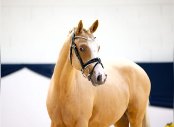 Deutsches Reitpony, Wallach, 2 Jahre, 144 cm, Fuchs