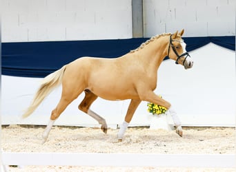 Duitse rijpony, Ruin, 2 Jaar, 144 cm, Vos