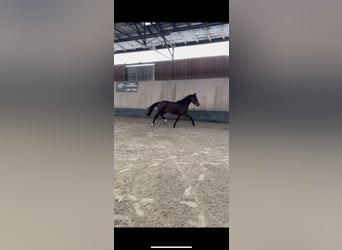 Duitse rijpony, Ruin, 2 Jaar, 146 cm, Brauner