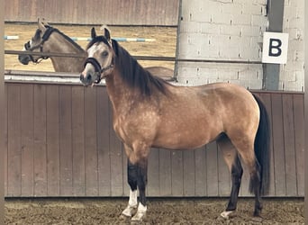 Duitse rijpony, Ruin, 2 Jaar, 146 cm, Buckskin
